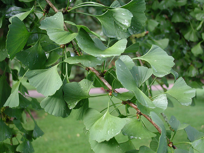 Ginkgo biloba - © D. Lejeune